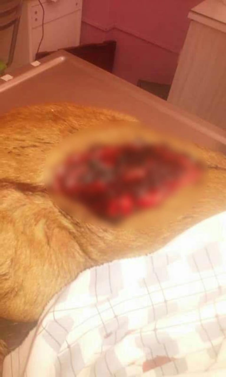 Crueldad sin límites: mataron a un perro a machetazos