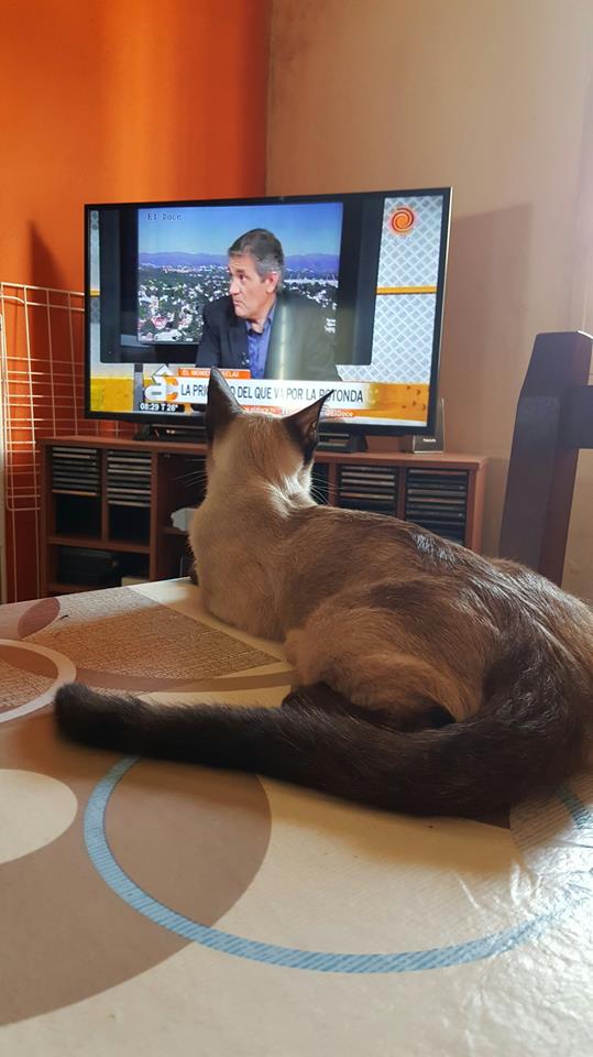 Cuadrado de fondo y el gato de Evangelina muy atento. 