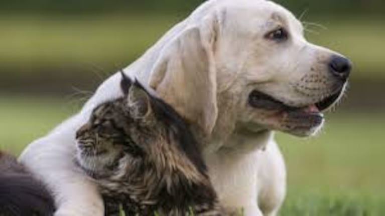 Cuánto cuesta adoptar un perro o un gato