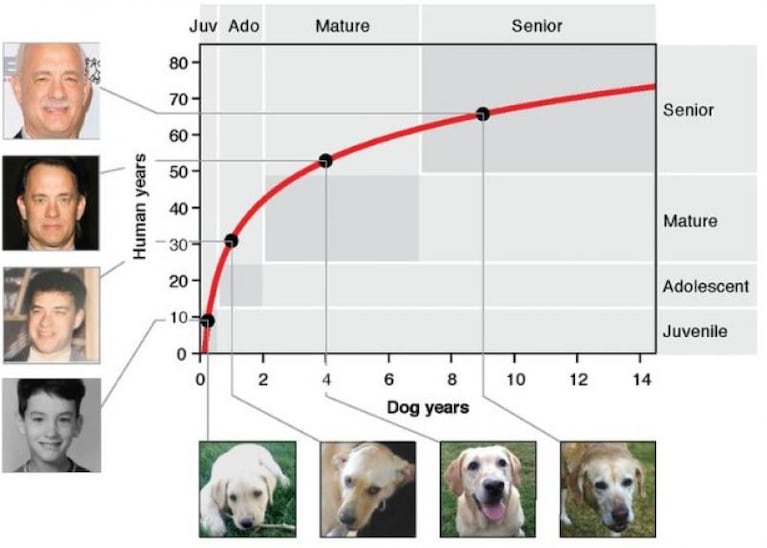¿Cuántos "años humanos" tiene tu perro? La nueva fórmula para calcularlo