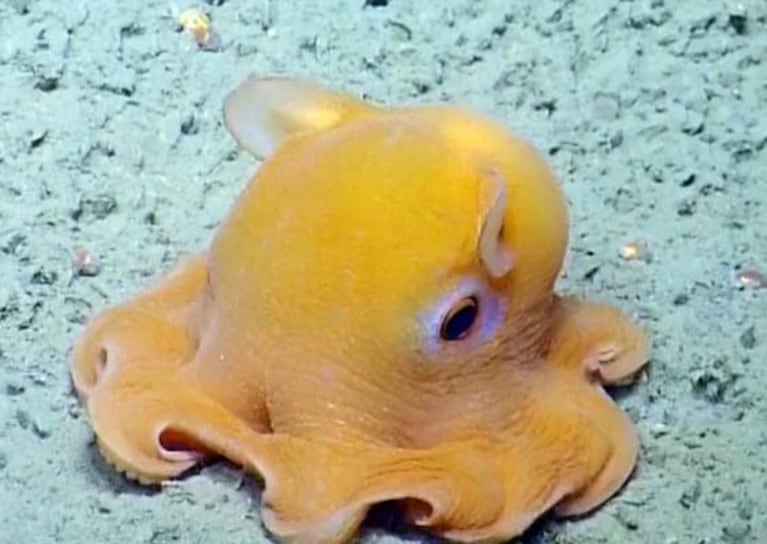 Cuerpo blando y ojos enormes: así es el pulpo hallado a mil metros de profundidad