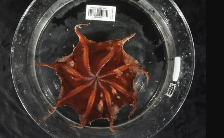 Cuerpo blando y ojos enormes: así es el pulpo hallado a mil metros de profundidad