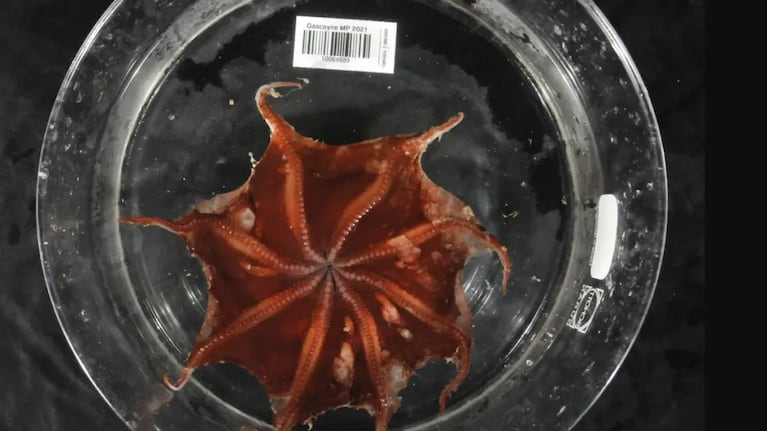 Cuerpo blando y ojos enormes: así es el pulpo hallado a mil metros de profundidad