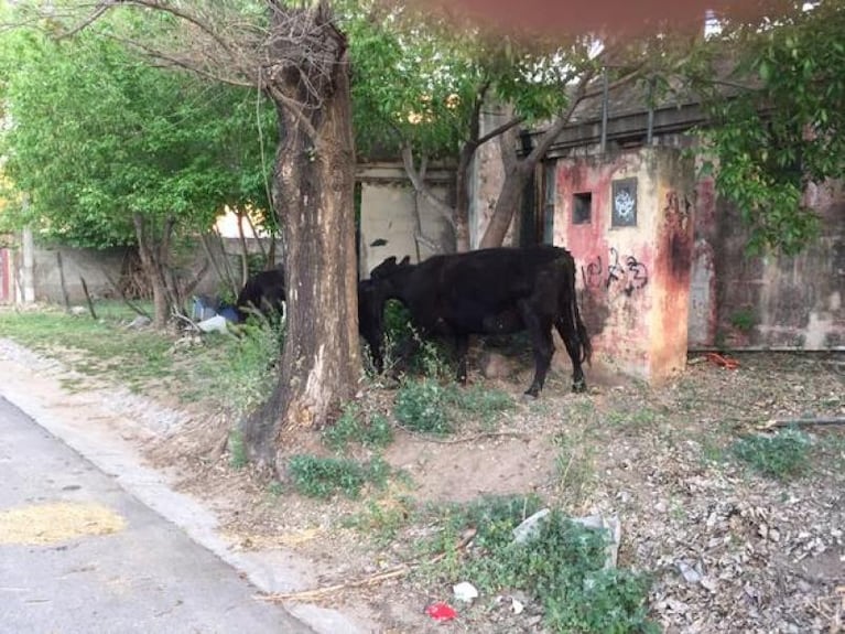 ¡Cuidado! Vacas sueltas en la ciudad