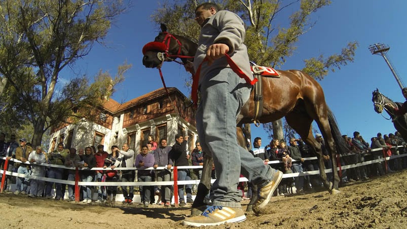 Cuidadores y caballos desfilan ante la mirada de los apostadores. Foto: Lucio Casalla / ElDoce.tv.