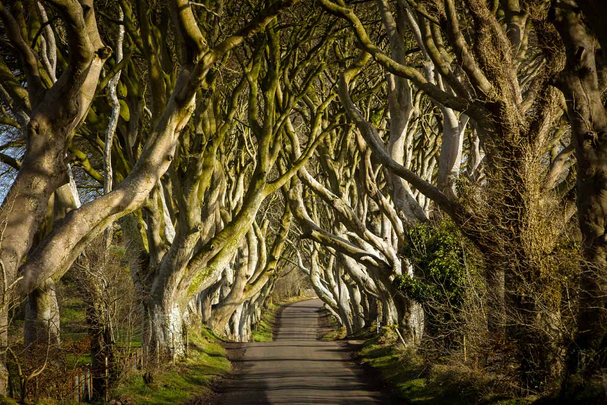 Dark Hedges (Irlanda Del Norte)