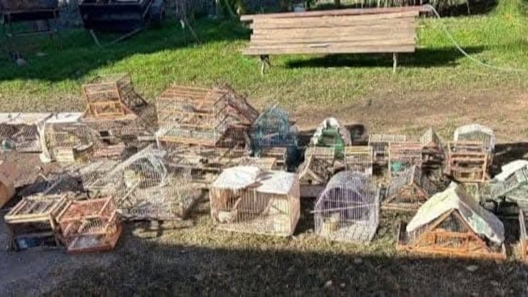 Decenas de jaulas y casi un centenar de aves en cautiverio.
