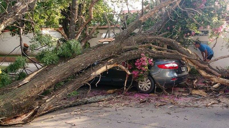 Defensa Civil se encargó de retirar el árbol. Fotos: Aldo Sánchez.