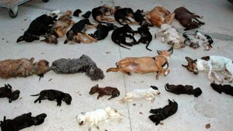 Defensora de animales acusada de matar a perros y gatos