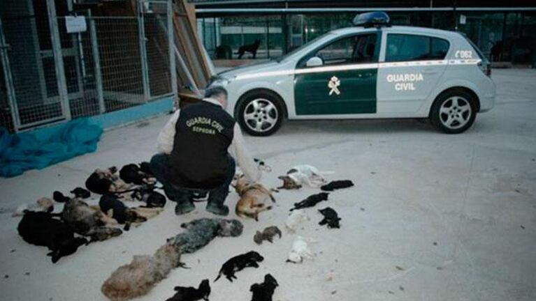 Defensora de animales acusada de matar a perros y gatos