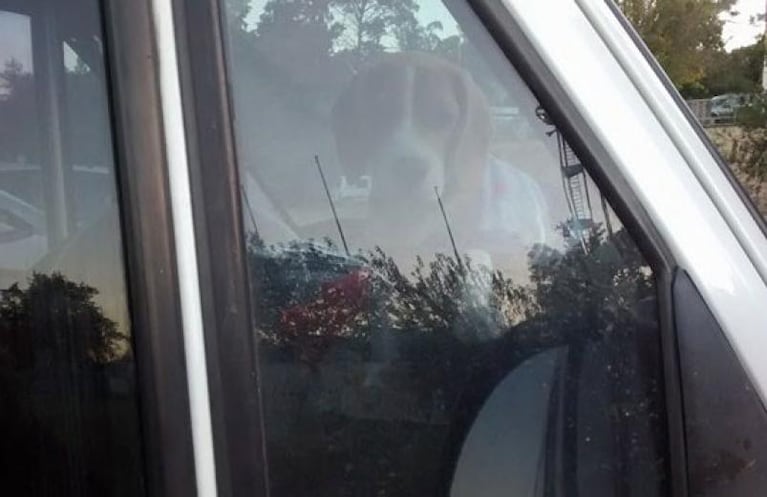 Dejaron a un perro encerrado adentro de la camioneta