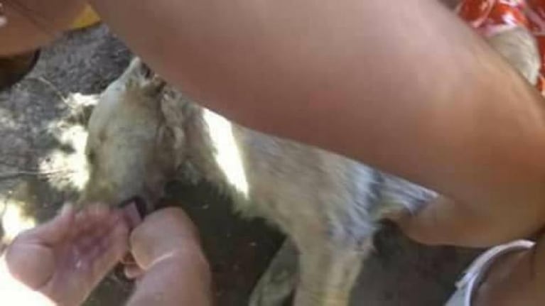 Dejó a su perro encerrado en el auto y el animal murió de calor