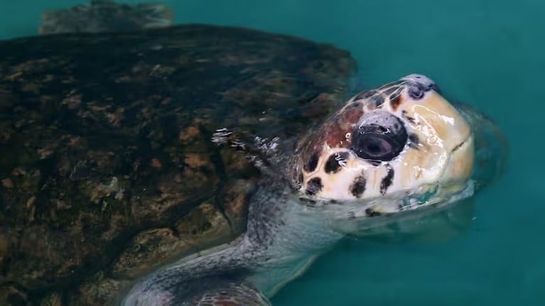 Del cautiverio a la libertad: el asombroso viaje del tortugo Jorge