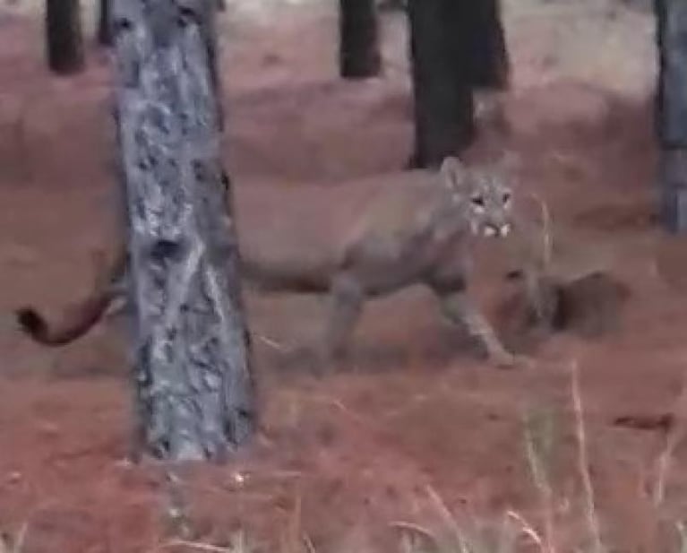 Del puma viral a los pumas reales: por la cuarentena se ven más ejemplares en las sierras