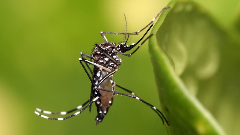 dengue