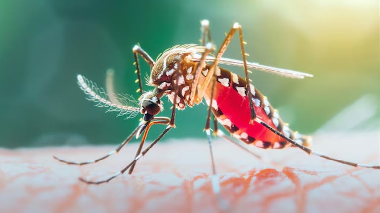 Dengue: afiliados de Apross podrán obtener la vacuna en cuatro cuotas sin interés 