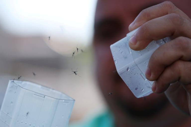 Dengue en Argentina: 52 mil nuevos casos y otras 32 muertes en solo una semana