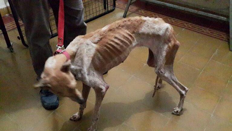 Denodado esfuerzo para salvar a una galgo