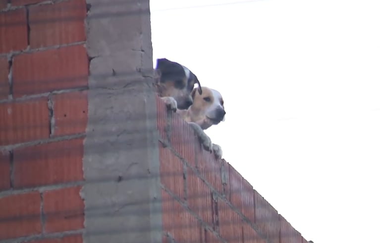 Denuncian que en la propiedad hay un criadero de perros ( Foto: El Doce)
