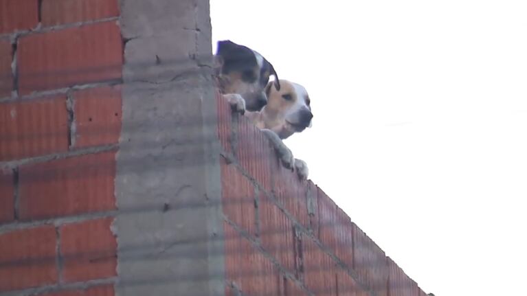 Denuncian que en la propiedad hay un criadero de perros ( Foto: El Doce)