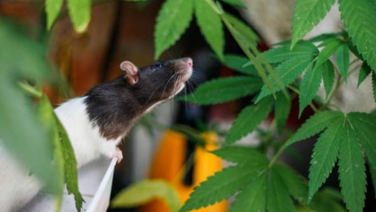 Denuncian que ratas se comieron la droga incautada por la Policía