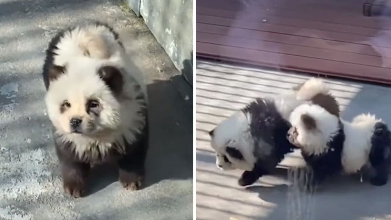 Denuncian que tiñeron a perros para hacerlos pasar por osos panda.