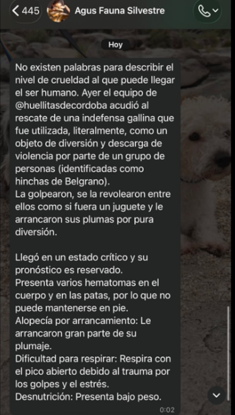 Denuncian que un hincha de Belgrano desplumó una gallina viva durante los festejos: el video