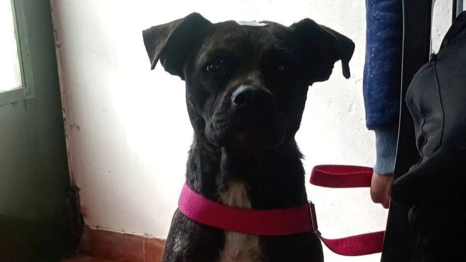 Denuncian que un perro fue asesinado a tiros en Santa Rosa de Calamuchita.