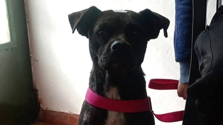 Denuncian que un perro fue asesinado a tiros en Santa Rosa de Calamuchita.