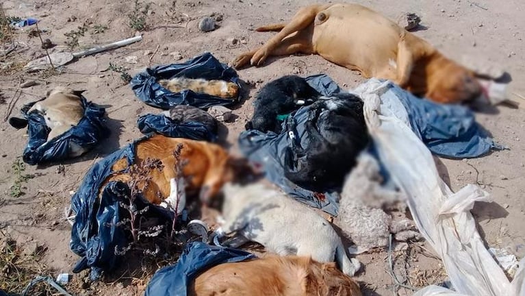 Denuncian que una veterinaria abandonó perros muertos en la variante Juárez Celman