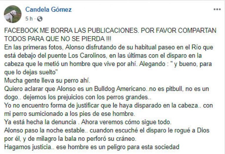 Denunció que un hombre le pegó un tiro a su perro en la Costanera sur: se salvó de milagro