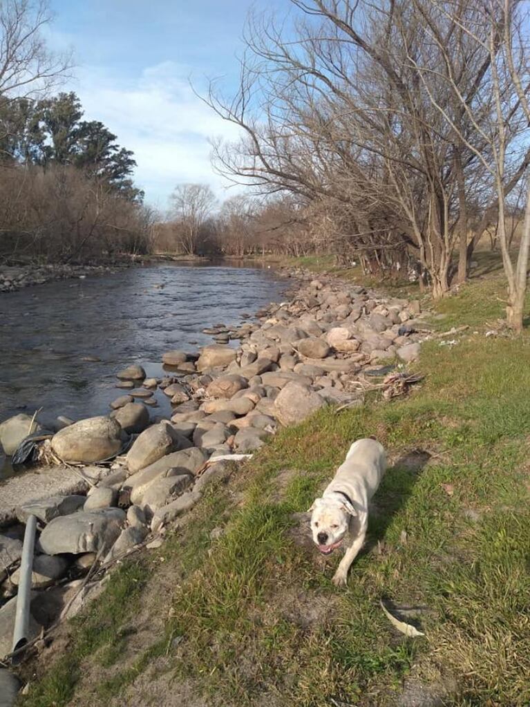 Denunció que un hombre le pegó un tiro a su perro en la Costanera sur: se salvó de milagro