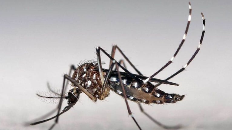 Desafíos para el abordaje del dengue