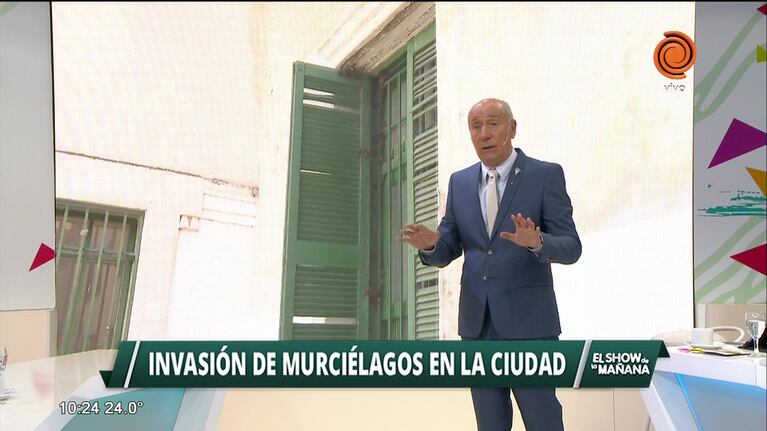 Desalojan a murciélagos invasores
