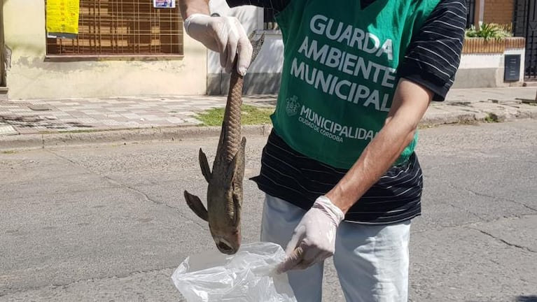 Desastre ambiental: las cloacas van directo al río Suquía