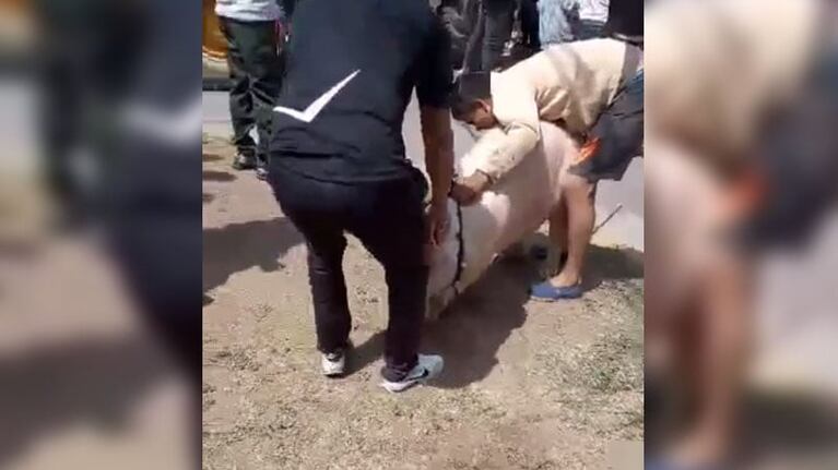 Descontrol por el vuelo de un camión cargado de chanchos.