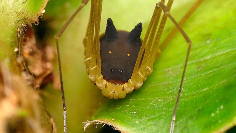 Descubren una araña con cara de perro