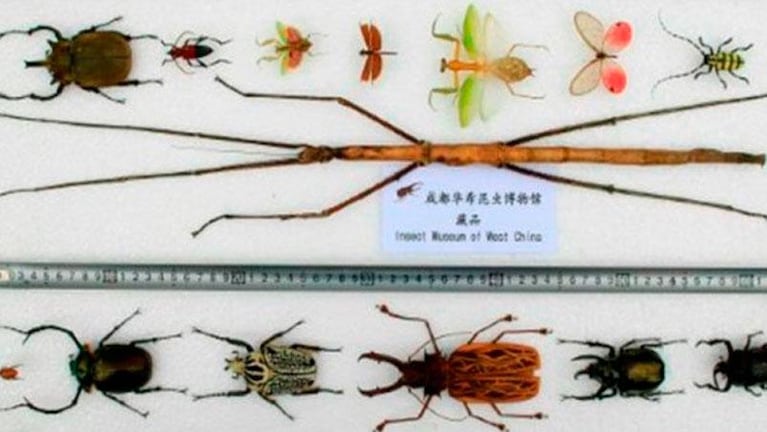 Descubrieron al insecto más largo del mundo en China