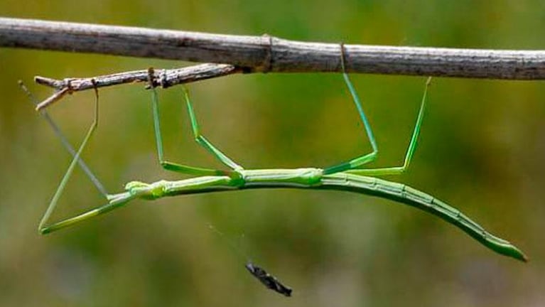Descubrieron al insecto más largo del mundo en China