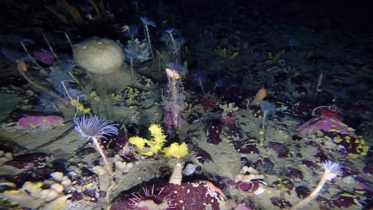 Descubrieron un paisaje marino impactante en la Antártida