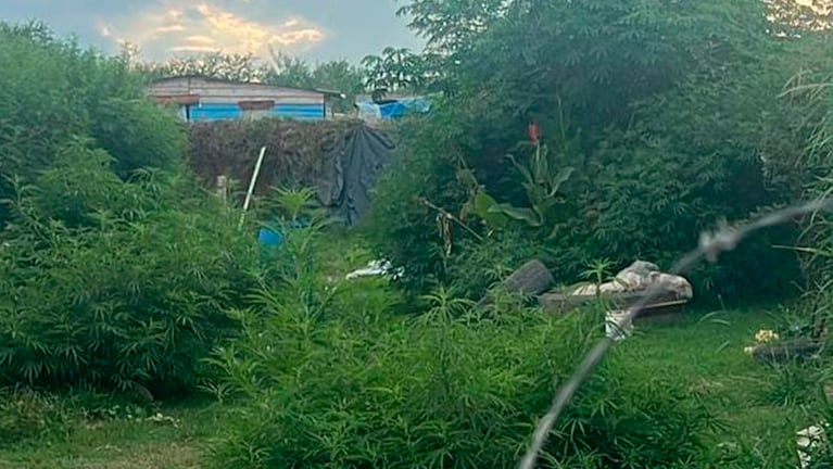 Descubrieron una casa con más de 100 plantas de marihuana.