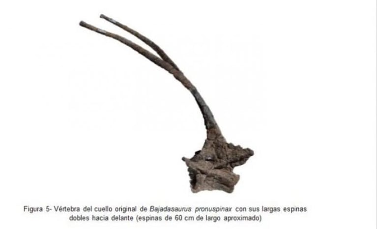 Descubrieron una nueva especie de dinosaurio en Neuquén