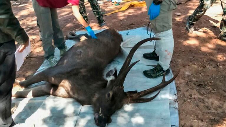 Desde agosto ya fallecieron tres animales por las mismas circunstancias.