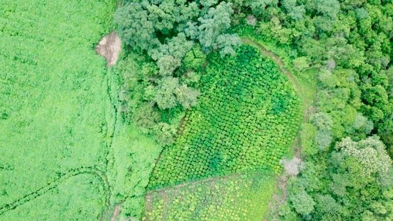 Desde el aire, la gigantesca plantación en Salta. 