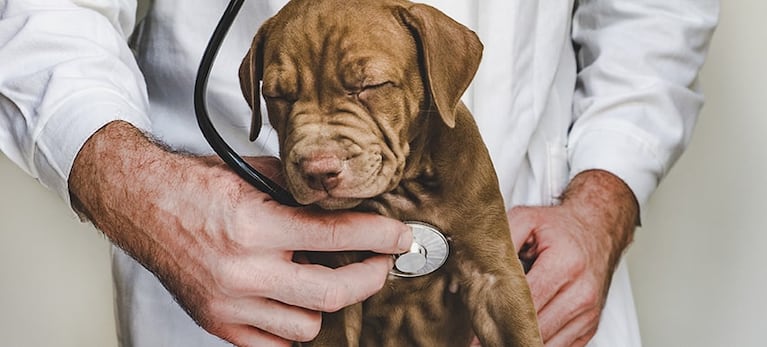 Desde el Colegio de Veterinarios de Córdoba hicieron la denuncia. (Imagen ilustrativa).
