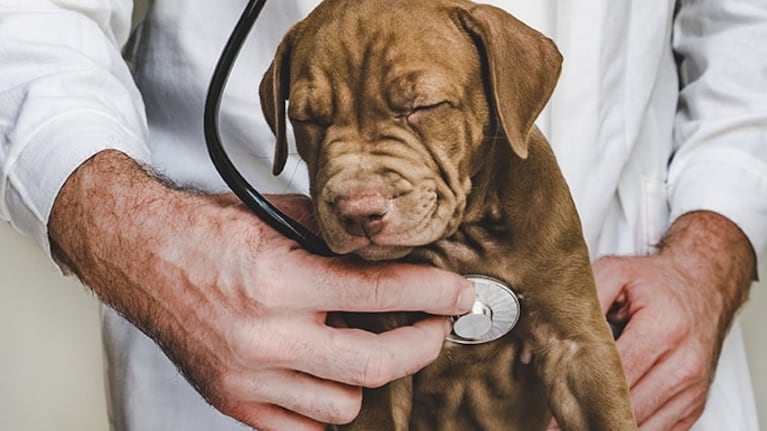 Desde el Colegio de Veterinarios de Córdoba hicieron la denuncia. (Imagen ilustrativa).