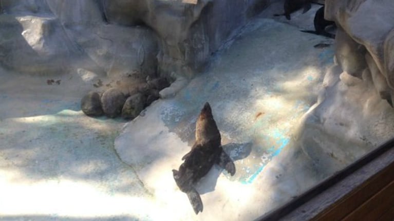 Desde el Zoo aclararon la situación.