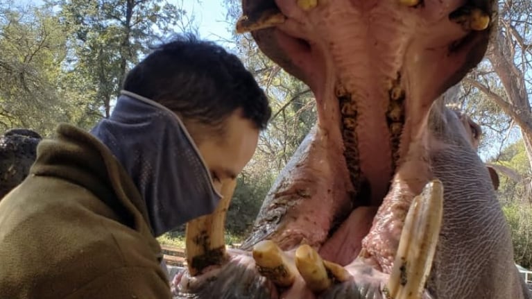 Desde el Zoo explicaron que los hipopótamos son entrenados para abrir la boca y facilitar la limpieza.