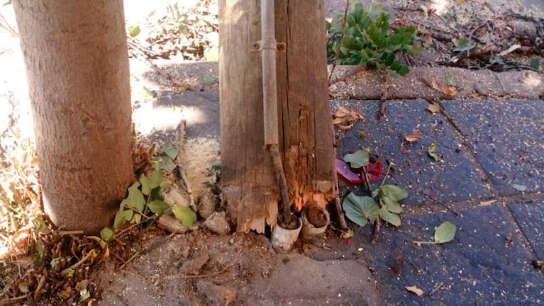 Desgracia con suerte: un árbol aplastó un auto