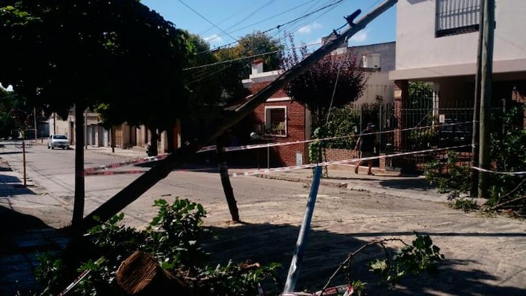 Desgracia con suerte: un árbol aplastó un auto